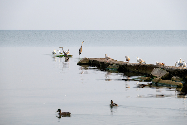 Huntington Beach_birds