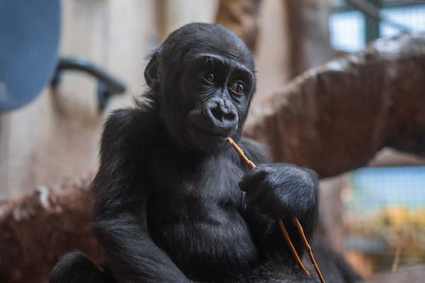 Jameela_gorilla_Jan_2025.jpg