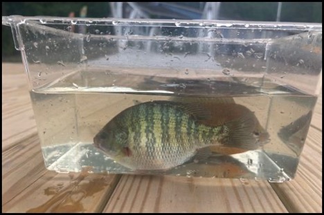7.2.26 hinckley fish 3