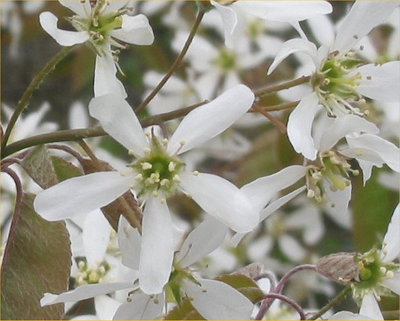 Serviceberry-flowers.jpg
