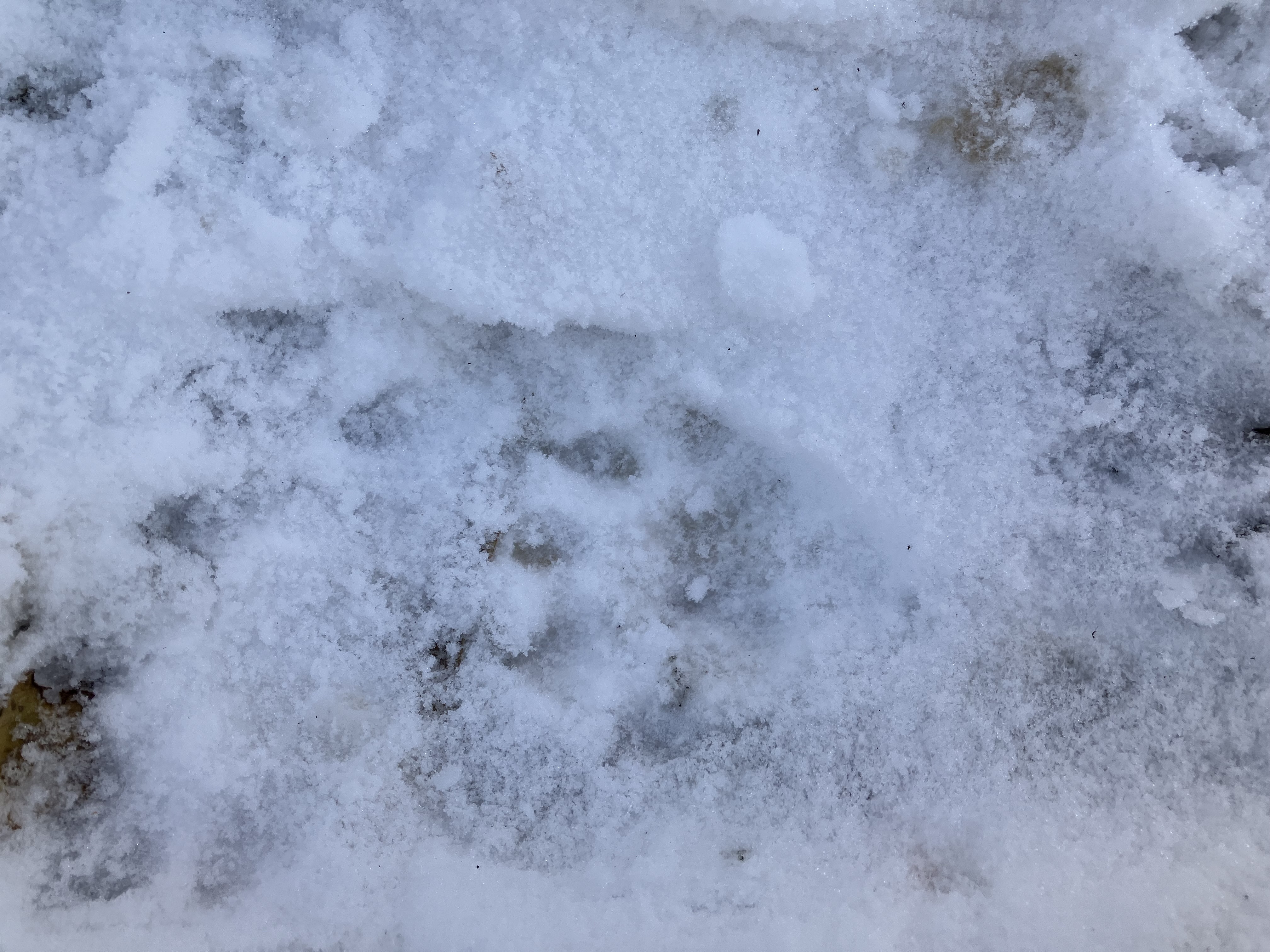 snow_track