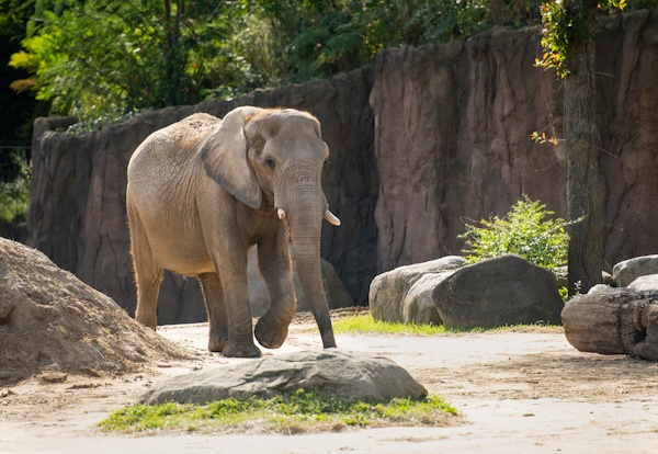 Single-Elephant-Walking.jpg