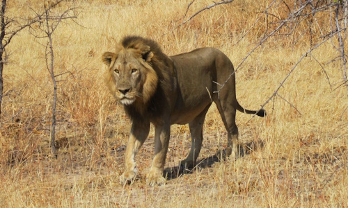 Lion.JPG