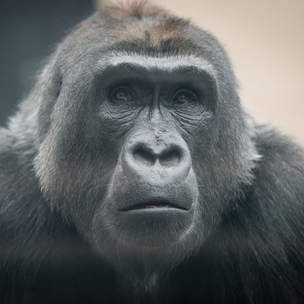 Gorilla-Kebi.jpg