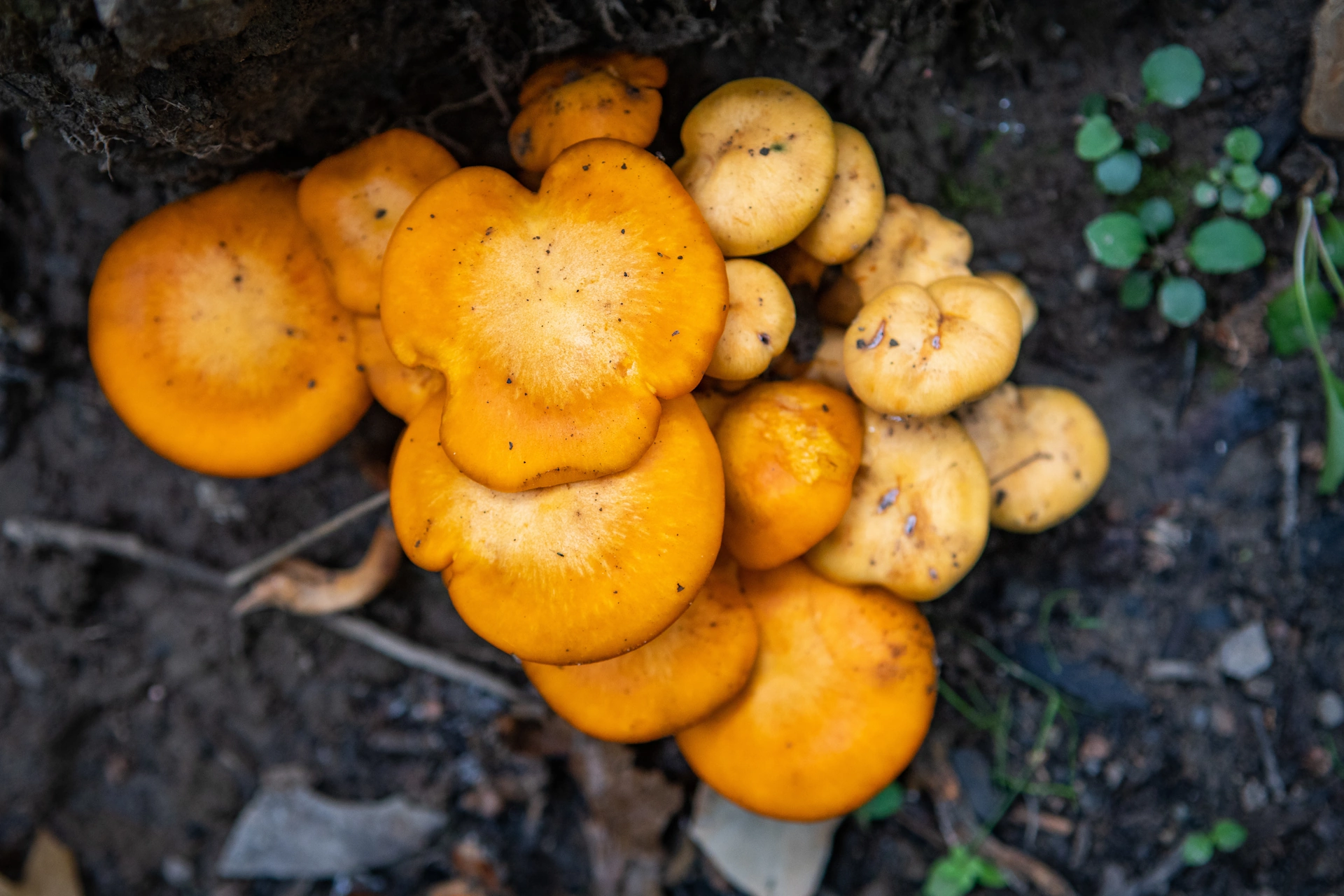 Mushroomssocialthumbnail_1.webp