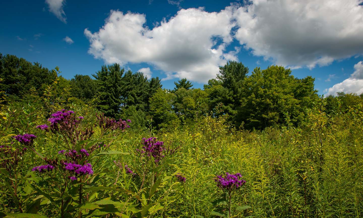Meadowsocial-thumbnail-1.jpg