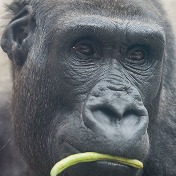 Gorilla-Nneka.jpg
