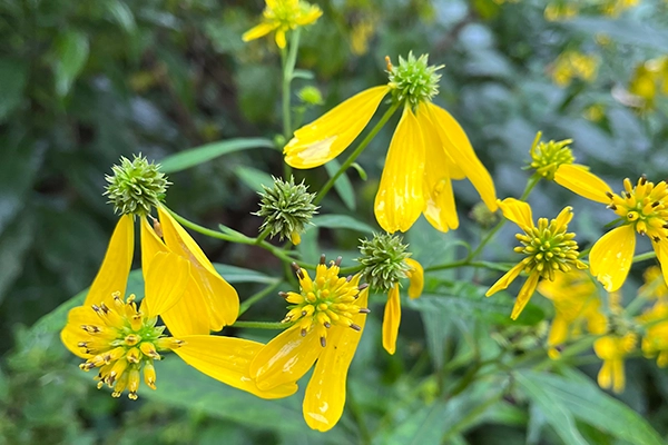 Wingstem Wingstem