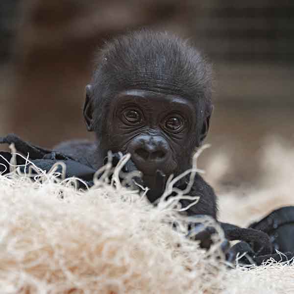 Gorilla-Jameela.jpg