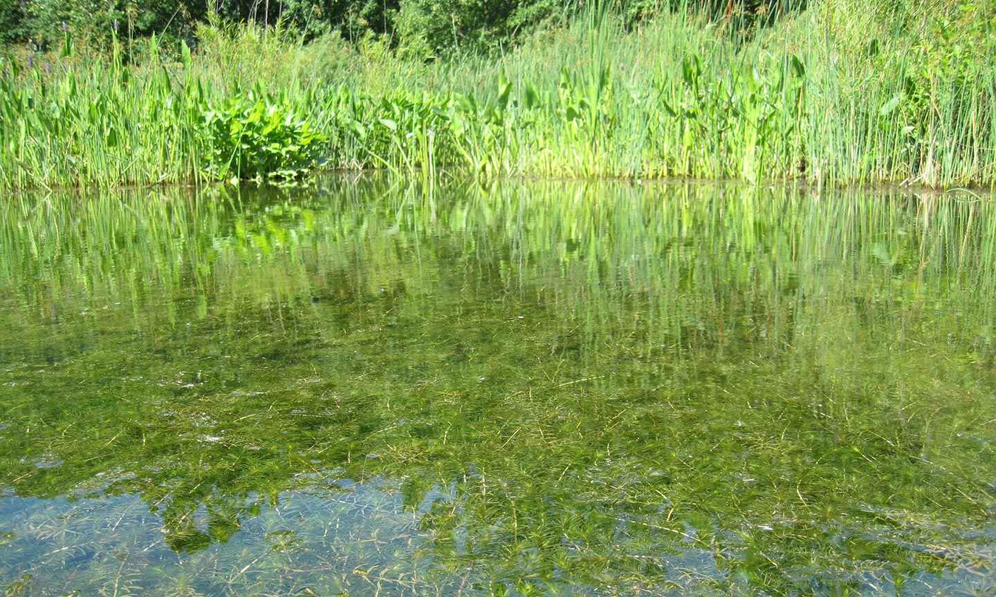 Hydrilla_thumb.jpg