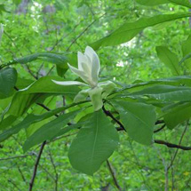umbrella-magnolia.jpg