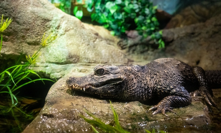 Dwarf Crocodile.webp