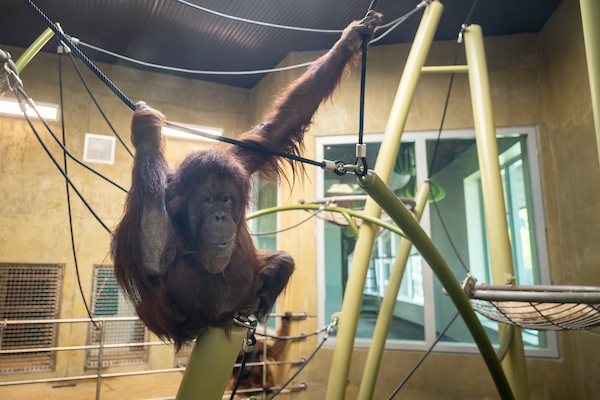 Orangutan_dayroom