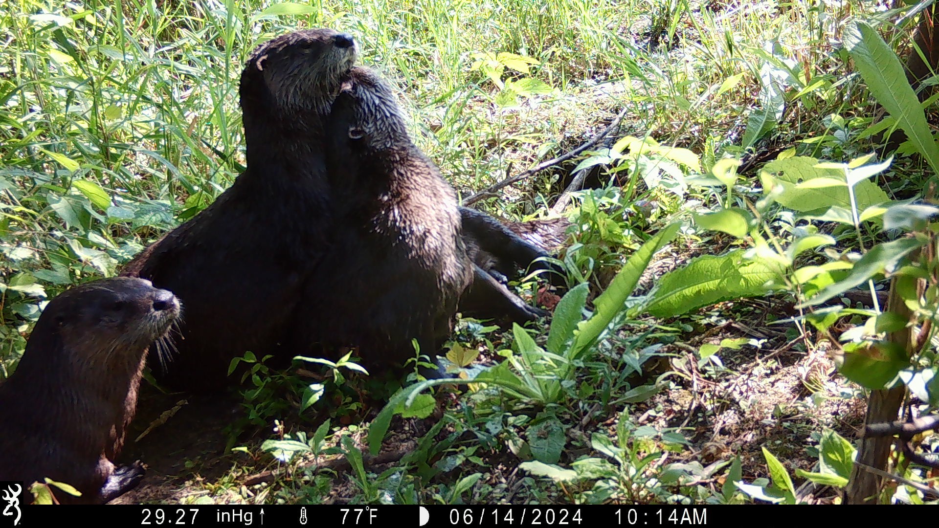 otter