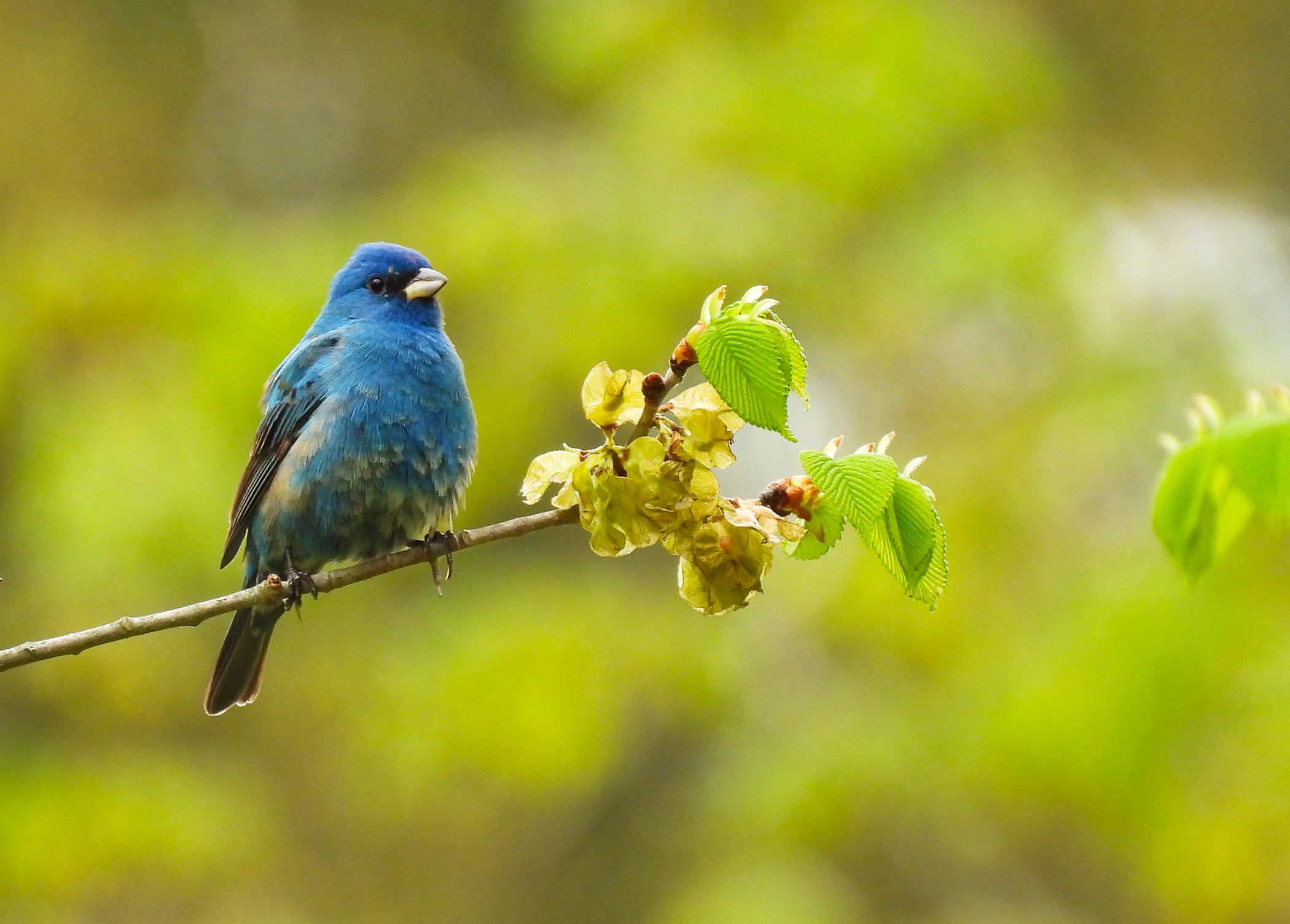 indigobunting_JB.jpg