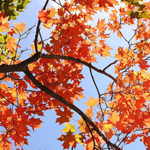 sugar-maple-tree.jpg
