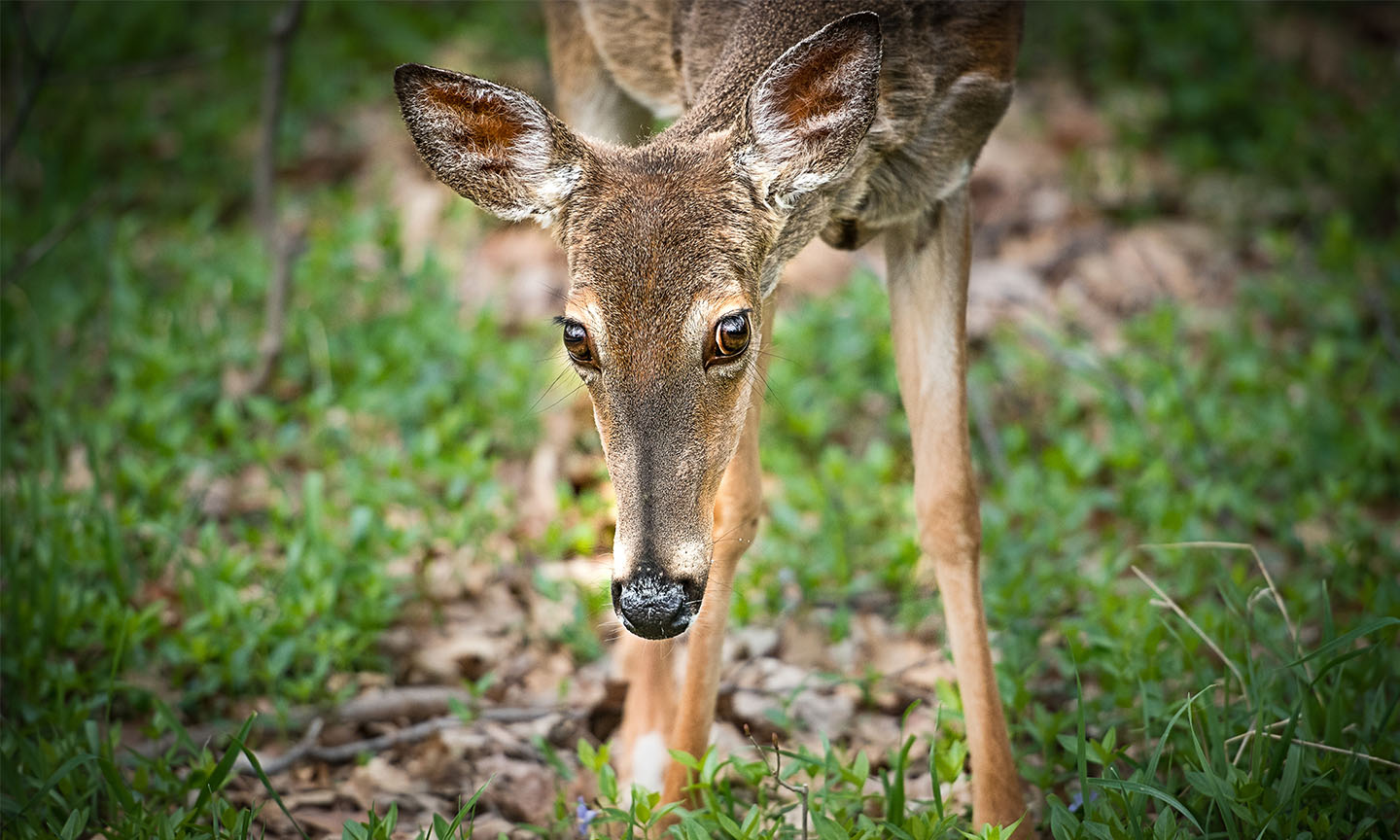 Deer-Wildlife-01.jpg