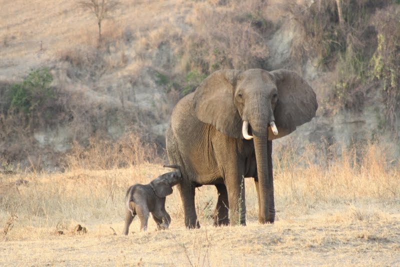 FFW-Elephant-carousel-image-1.JPG