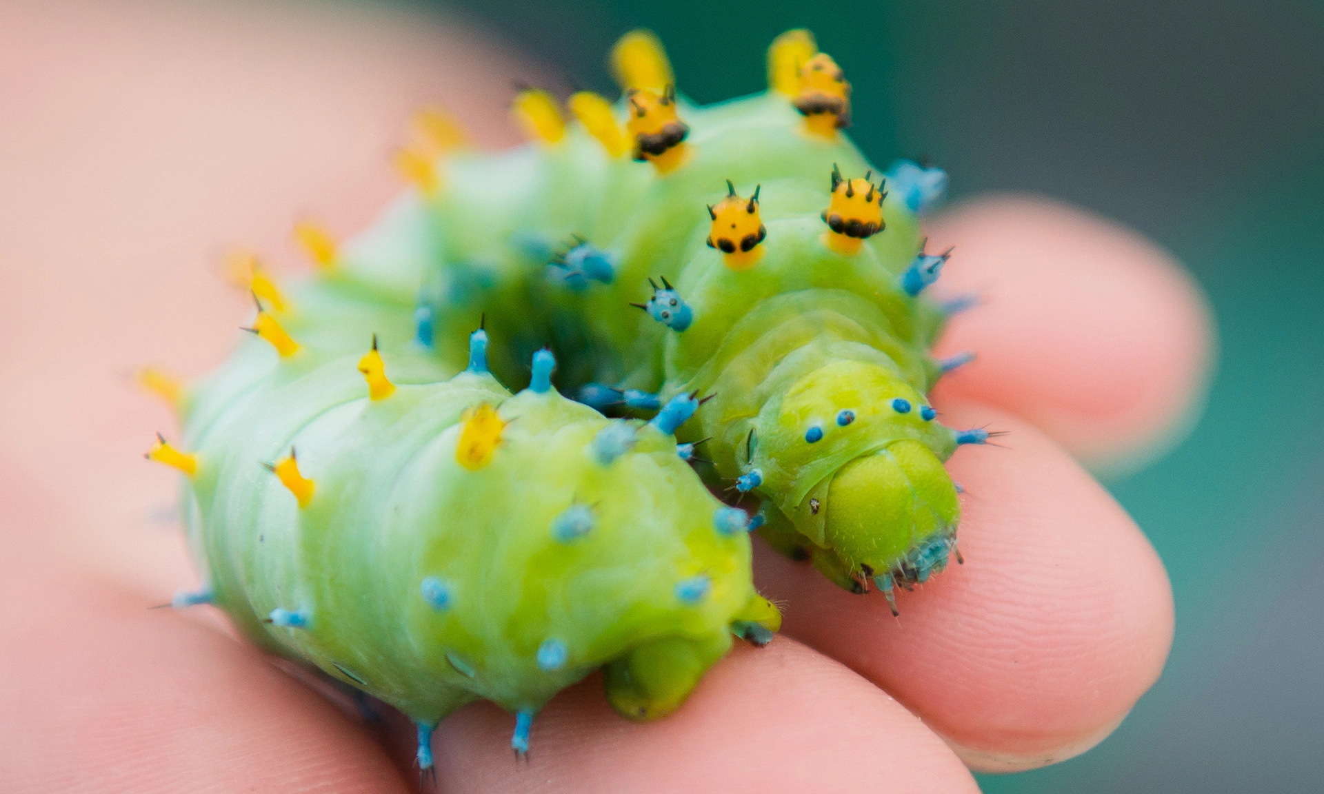 Caterpiller_1.webp