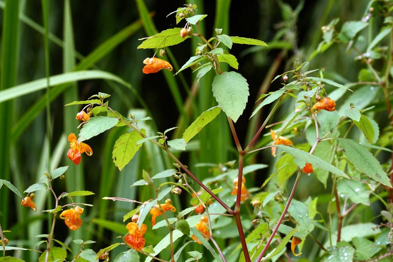 Jewelweed Jewelweed