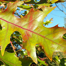 Red-Oak-small.jpg