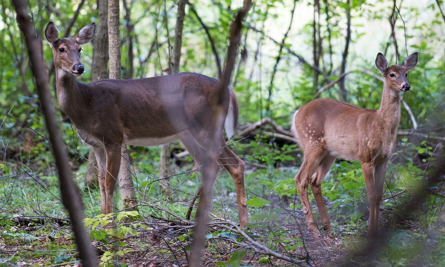 deer.webp