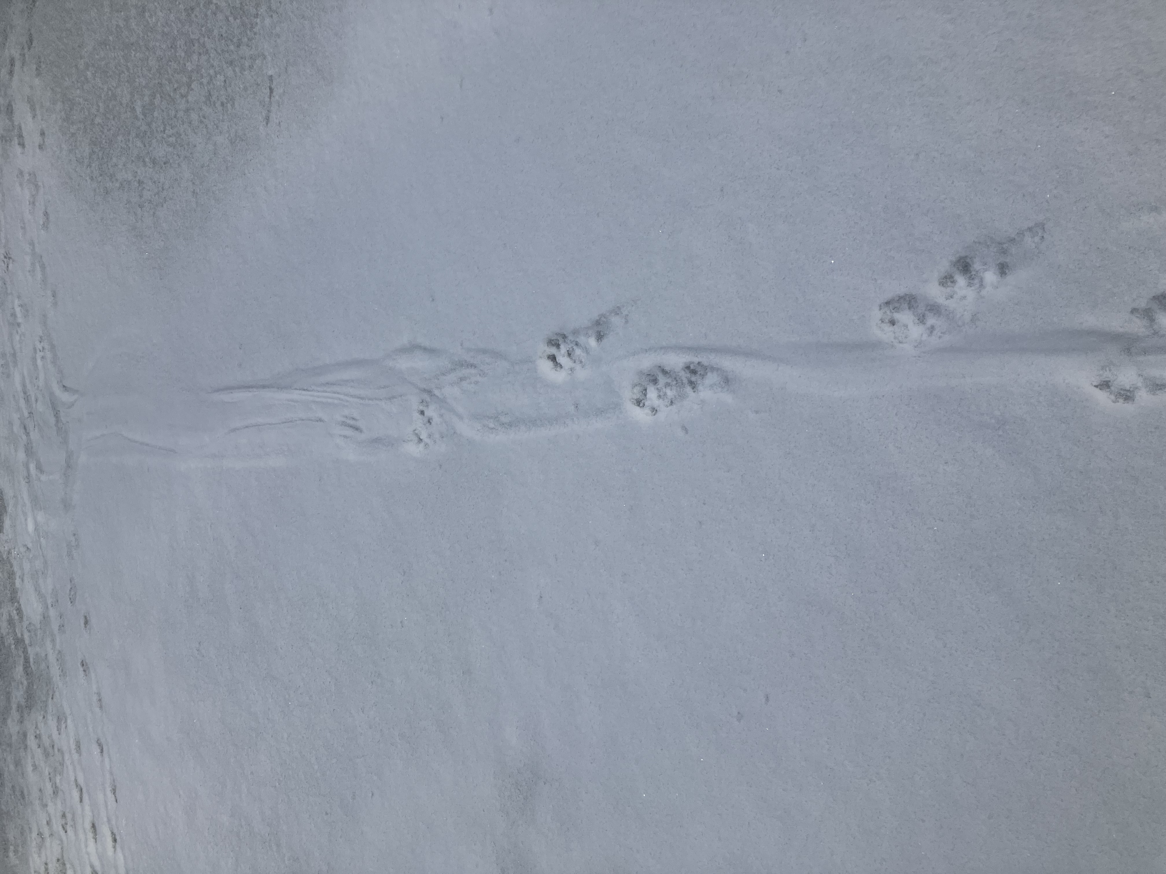snow_tail