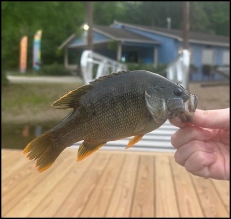 7.2.26 hinckley fish 1