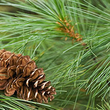 white-pine-tree.jpg