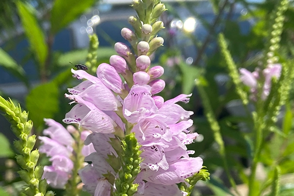 Obedient Plant Obedient Plant