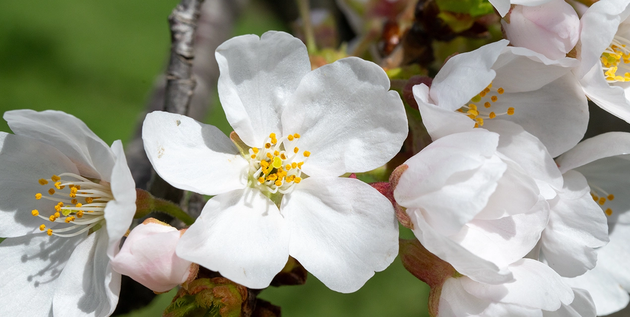 Cherry-Blossom.webp