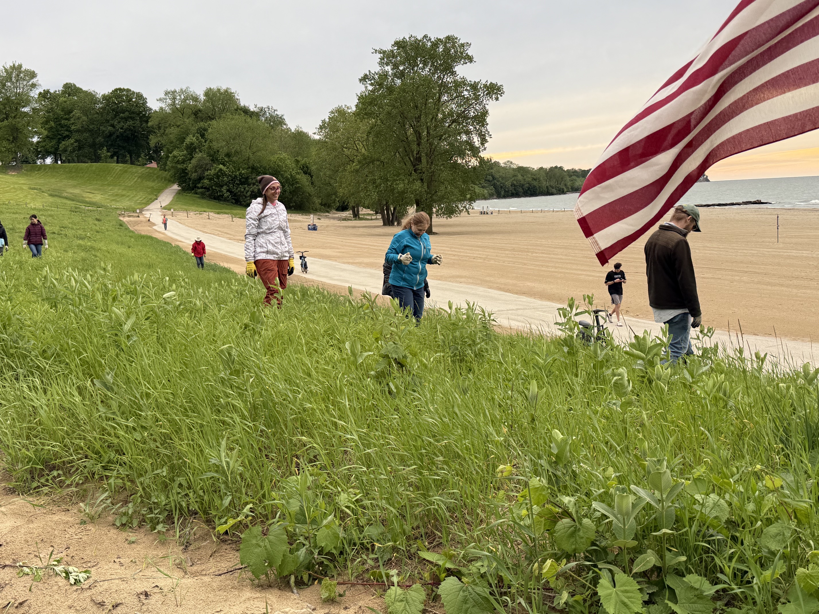 5-20-26 Invasive Mugwort Removal 2
