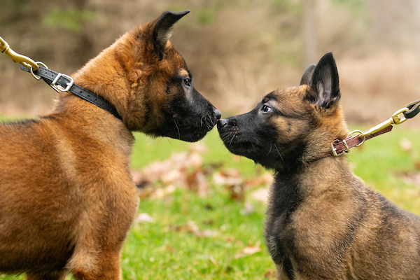 Puppies_Together-3-1.jpg