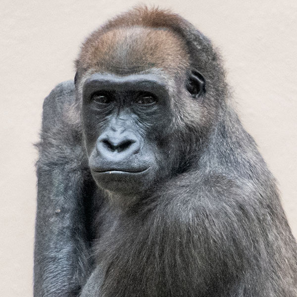 Gorilla-Tusa.jpg