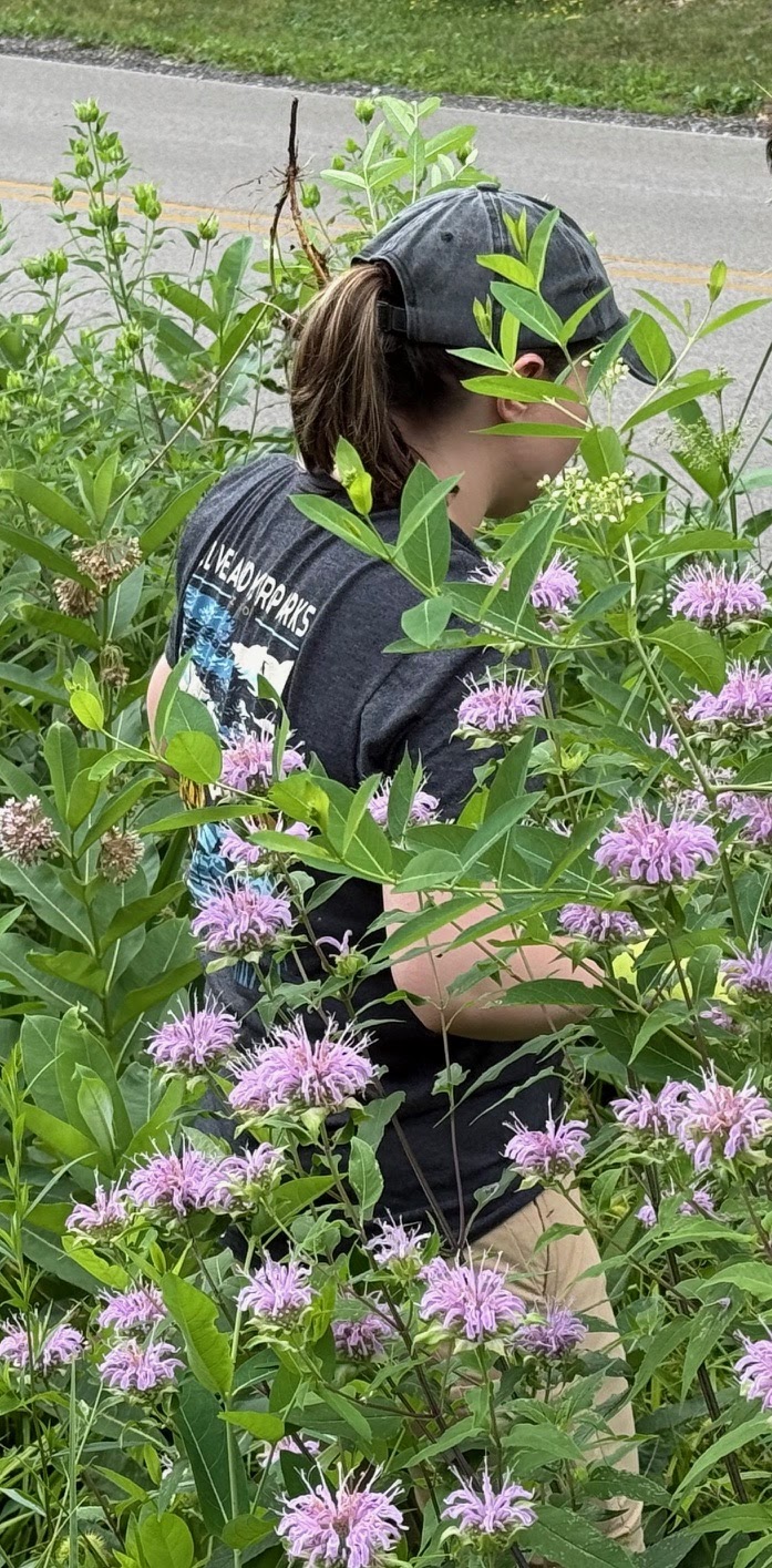 MONARDA