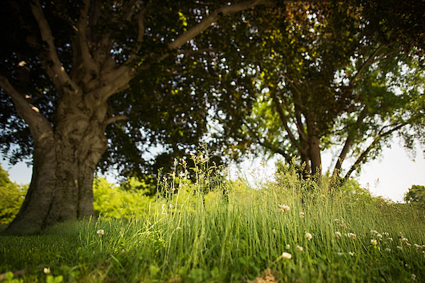 Lakefront Nature Preserve
