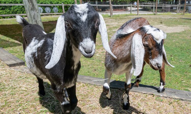 Goats.jpg