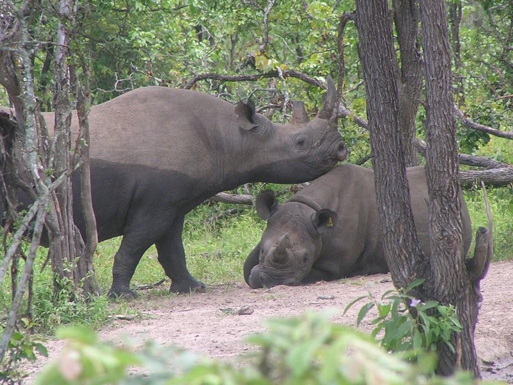 FFW-Rhino-carousel-image-2.jpg