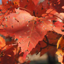 acer-rubrum.jpg