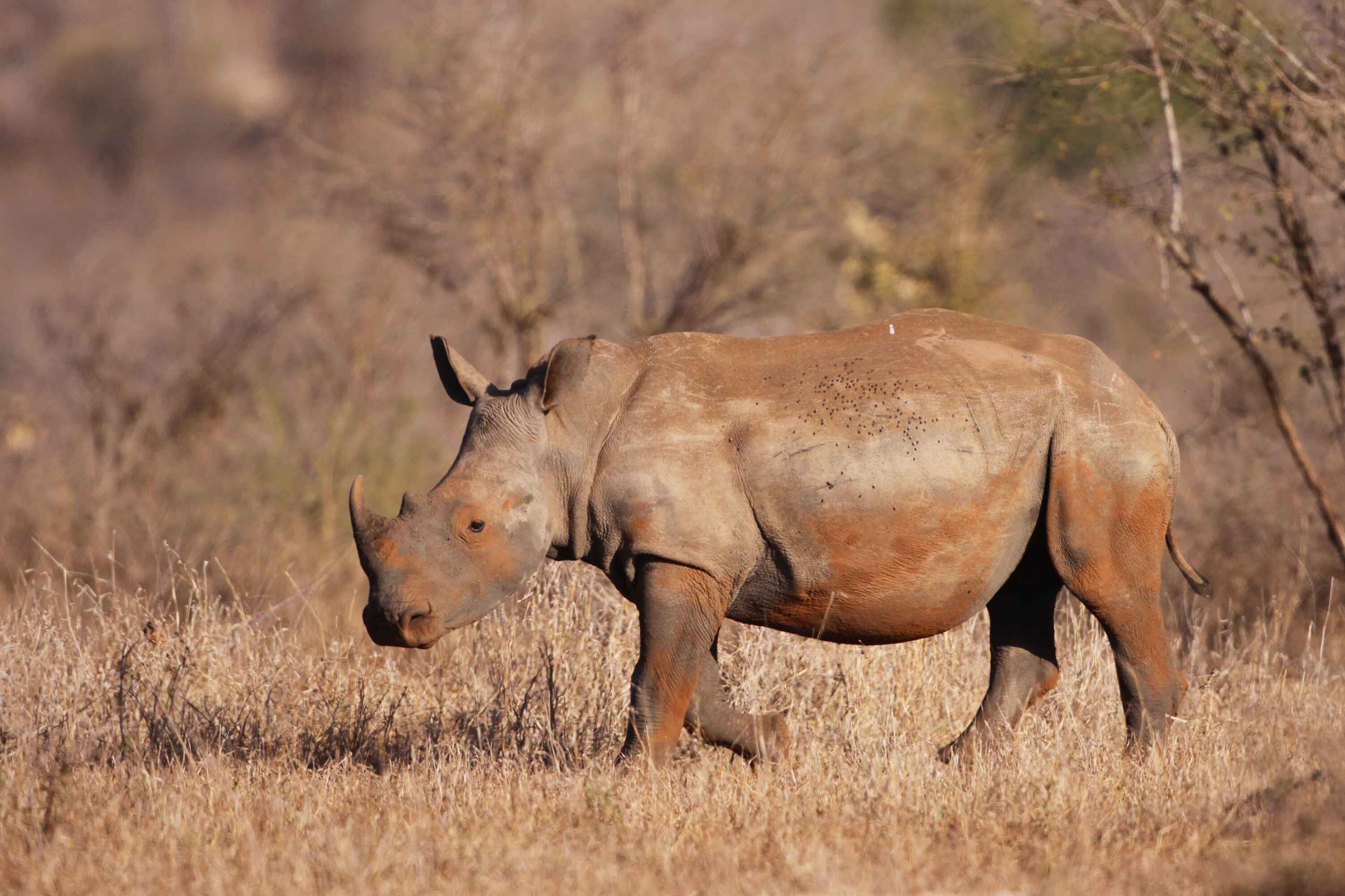 White-Rhino.jpg