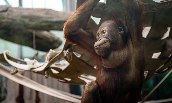 PF_Orangutan_Zaki.webp
