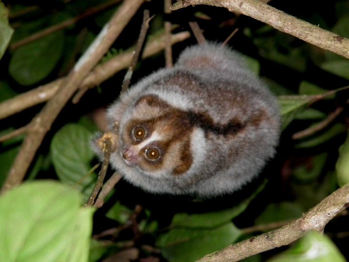 FFW-Loris-carousel-image-6-Danau-Girang-Field-Centre.jpg