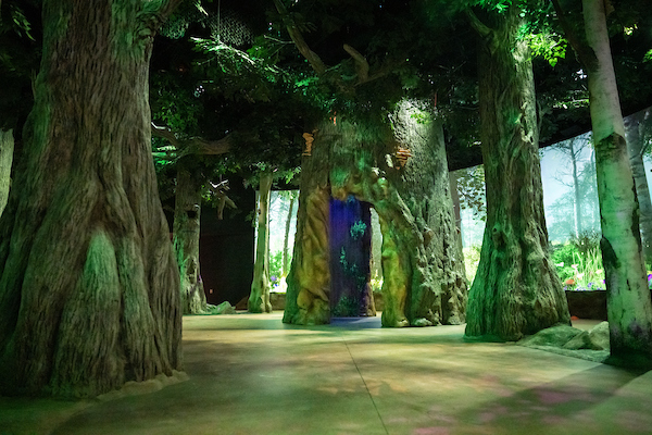 CCM_Forest Home_mother tree