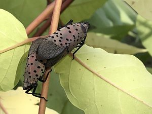 lanterfly.JPG