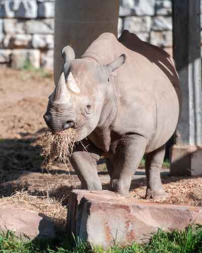Rhino-Kibibbi_1.jpg