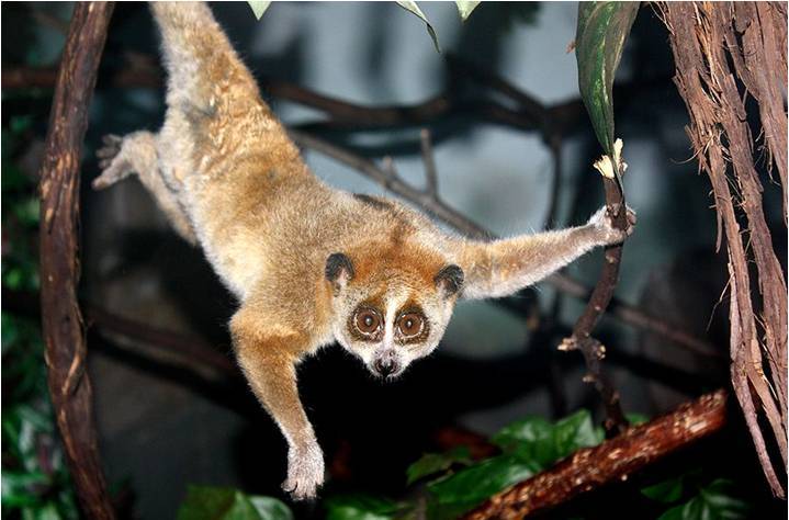FFW-Loris-carousel-image-1.jpg