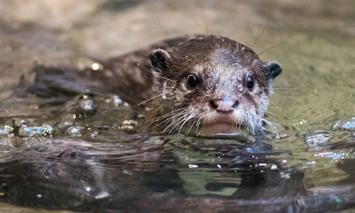 Otter_1.jpg