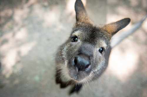 Australian-Adventure-Kangaroo.jpg