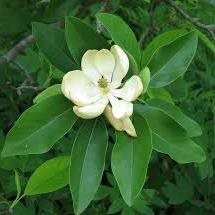 sweetbay-magnolia.jpg