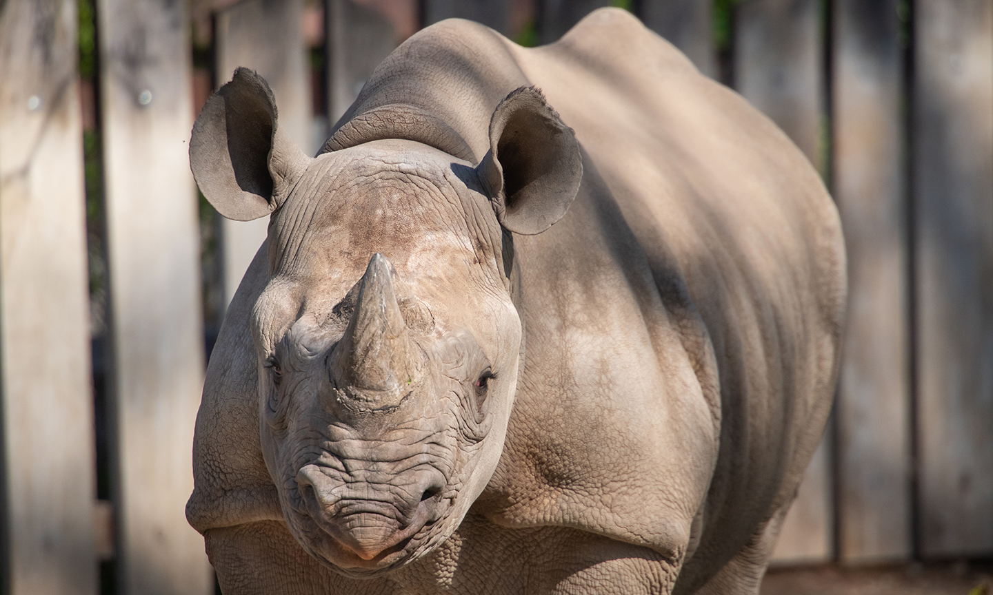 rhino.jpg
